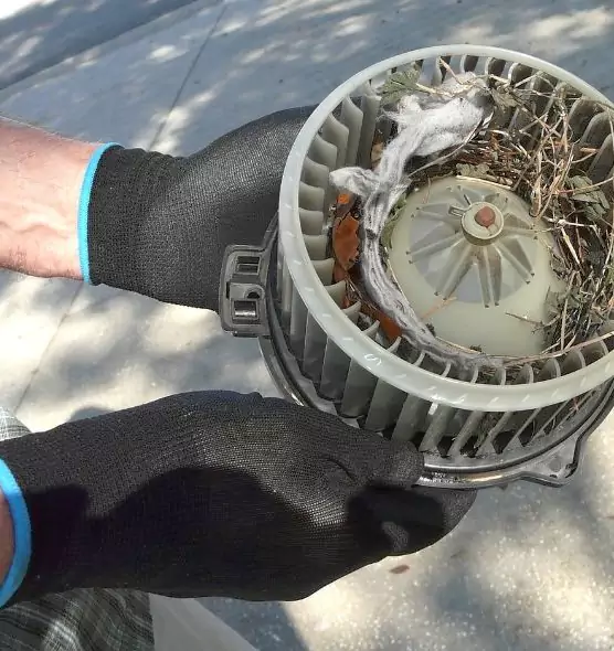 About Air Duct Rat Removal in Kingsville, TX